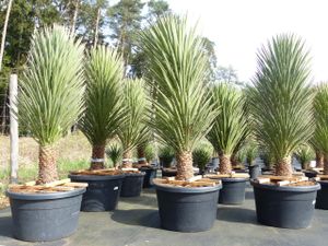 XXXL Yucca Palm Filifera, 230 - 250 cm, Stamm 40 - 50 cm, winterhart -13 Grad