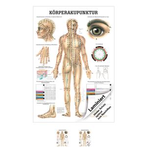 Akupunktur Mini-Poster Anatomie 34x24 cm medizinische Lehrmittel