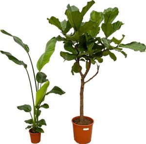 Trendyplants - Drzewo Ficus Lyrata - 160 cm - Ø30cm + Strelitzia Nicolai - 130 cm - Ø17cm