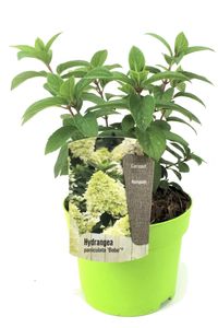 Hydrangea hortensie paniculata Bobo - Rispen-Hortensie - ⌀19cm - Höhe 25-40cm