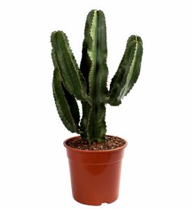 Kaktus von Botanicly – Wolfsmilch Kaktus – Höhe: 80 cm – Euphorbia Eritrea