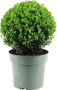 Cezmína vrúbkovaná guľa FloraSelf Ilex crenata 'Jenny' priemer cca 25 cm kvetináč 4 l