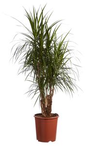 Zimmerpflanze von Botanicly – Drachenbaum – Höhe: 110 cm – Dracaena marginata