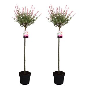 Plant in a Box - Salix 'Flamingo' - 2er Set - Salix-Stämmchen - Topf 19cm - Höhe 100-110cm - Gartenpflanze - Winterhart
