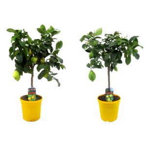 Plant in a Box - Citrus Limon - 2er Set - Zitronenbaum - Echter zitronen essbar - Topf 19cm - Höhe 60-70cm