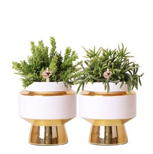 Kolibri Greens | Succulenten Satz von 2 Pflanzen in Gold Le Chic dekorative Töpfe - Keramik Topf Größe Ø9cm