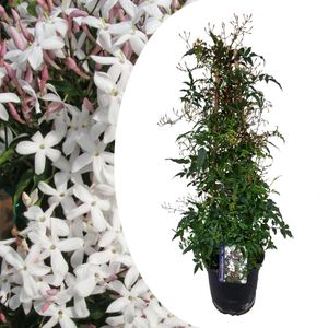 Plant in a Box - Jasminum polyanthum - Jasminpflanze Pyramid - Garten Kletterpflanz immergrün - Topf 17cm - Höhe 60-70cm