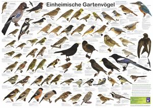 Einheimische Gartenvögel Poster deutsch DIN A1 59,4 x 84,1 cm