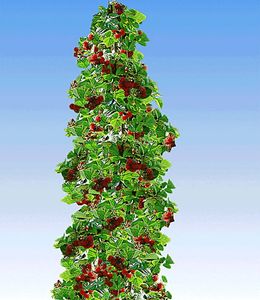 BALDUR-Garten Säulen-Tayberry 'Buckingham', 1 Pflanze, Beerenobst, winterhart, platzsparende Säule für kleine Gärten, Balkone & Terrassen,Rubus Tayberry