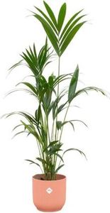 Kentia Palme - Forstersche Kentia - Zimmerpflanze - ↨160cm - Ø30cm + Topf Vibes Fold Rosa