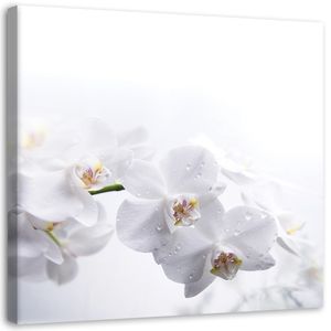 Feeby Wandbild auf Vlies Weiße Orchidee Natur 50x50 Leinwandbild Bilder Bild