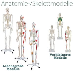 Menschliches Skelett Lebensgroß Knochen Anatomie inkl. Ständer 180 cm 80 cm MedMod, Auswahl:Skelett (80cm) mit Spinalnerven