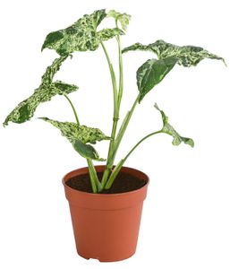 Dehner Purpurtute Syngonium Podophyllum Mottled, gesprenkelte Blätter, Höhe 20 cm, Ø Topf 12 cm, Zimmerpflanze