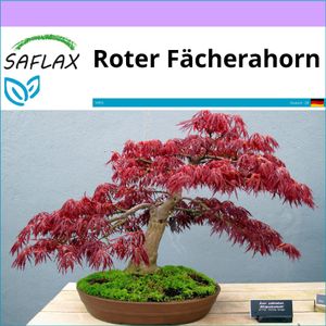 SAFLAX - Bonsai - Roter Fächerahorn - 20 Samen - Acer palmatum atropurpureum