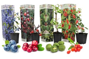 Plant in a Box - Fruchtzauber - 4er Mix - Goji, Preiselbeere, Beere, Kiwi -Obstpflanzen - Topf 9cm - Höhe 25-40cm