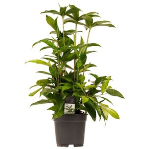 Pokojová rostlina - Dracaena - Výška: 55 cm