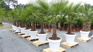 XXL Palme winterhart inkl. Pflanzkübel, 140 - 170 cm Trachycarpus fortunei, Hanfpalme,