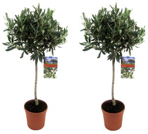 Plant in a Box - Olivenbaumen - 2er Set - Olea Europaea - Topf 21cm - Höhe 90-100cm - Winterhart - Gartenpflanzen