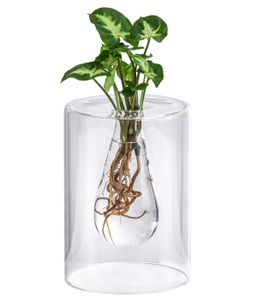 Dehner Waterplant Purpurtute, Syngonium podophyllum Arrow, Wasserpflanze im Glas, Ø 10 cm, Höhe 30 cm, Zimmerpflanze