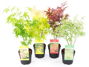 Plant in a Box - Japanischer Ahorn Bäume Winterhart - 4er Set - Acer palmatum 'Atropurpureum', 'Going Green', 'Orange Dream', 'Butterfly' - Topf 10,5cm - Höhe 25-40cm