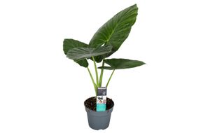 Plant in a Box - Alocasia Odora - Pfeilblatt - Wunderschöne grüne Zimmerpflanze - Topf 17cm - Höhe 55-75cm