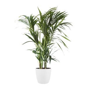 Kentiapalme – Kentia Palm (Kentia Palm) mit Übertopf – Höhe: 130 cm – von Botanicly