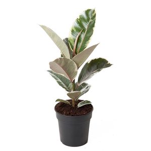 Weissbunter Gummibaum 40 cm Ficus elastica Tineke Zimmerpflanze