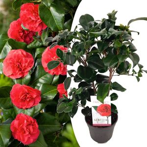Plant in a Box - Camellia japonica 'Lady Campbell' - Japanische Rose - Kamelie pflanze Winterhart - Topf 15cm - Höhe 50-60cm