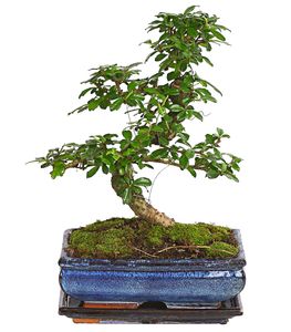 Dehner Bonsai Fukientee, Carmona microphylla, 10 Jahre, 35 - 40 cm, Farbe kann variieren, Bonsai