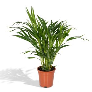 Hello Plants Areca Palme Zimmerpalme - Ø 17 cm Topf - Höhe: 60 cm