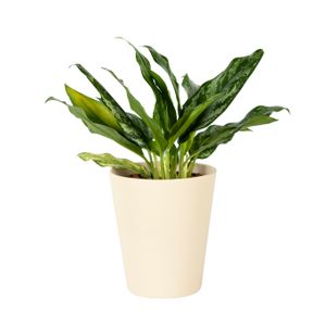 Kolbenfäden günstig online kaufen Kaufland.de