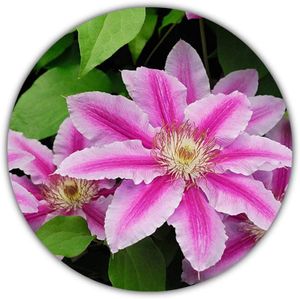 Waldrebe/Clematis/ca. 50 Samen/mehrjährig/Bunter Mix