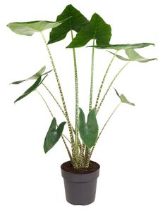 Plant in a Box - Alocasia zebrina - Gröse Luftreinigende Zimmerpflanze - Topf 32cm - Höhe 140-150cm