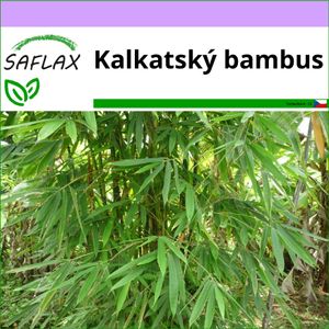 SAFLAX - kalkatský bambus - Dendrocalamus strictus - 50 Semena