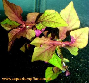 1 Bund Hemigraphis species, farbenprächte Pflanze