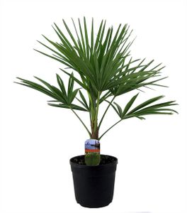 BALDUR-Garten Winterharte Kübel-Palme im 21 cm Topf, 1 Pflanze, Trachycarpus fortunei, Fächerpalme,  sehr robust & pflegeleicht, mehrjährig, Wasserbedarf gering