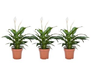 Plant in a Box - Spathiphyllum 'Torelli' - Friedenslilie - Zimmerpflanzen - Einblatt - 3er Set - Topf 12cm - Höhe 30-45cm