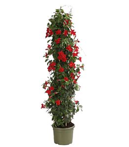 Dehner Dipladenie, Pyramidenform, rote Trichterblüten, 150-160 cm, Ø Topf 27 cm, Kletterpflanze