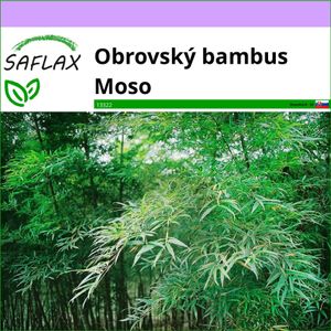 SAFLAX - Obrovský bambus Moso - Phyllostachys pubescens - 20 Semená