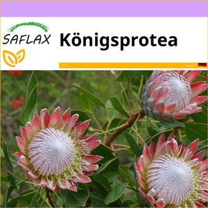 SAFLAX - Königsprotea - 5 Samen - Protea cynaroides