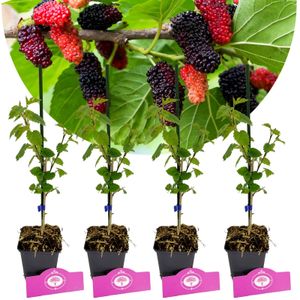Set mit 4 Maulbeeren – Morus alba x rubra ‚Milanowek‘ – Höhe 25 cm – 9 cm Topf
