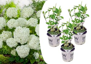 Plant in a Box - Hydrangea arborescens 'Starke Annabelle' - 3er Set - Hortensie - Stark winterharter Laubstrauch - Weiß - Topf 19cm - Höhe 30-40cm