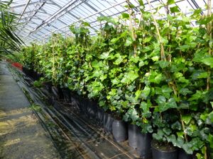 20 Stück Efeu Hedera helix 85 - 105 cm Heckenpflanze winterhart Kletterpflanze Hecke Sichtschutz blickdicht
