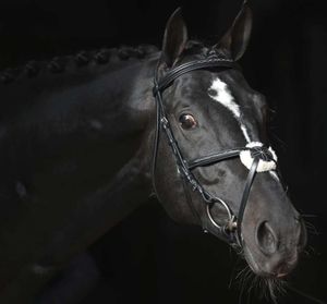 Covalliero Zaumzeug Cancun Pony Schwarz