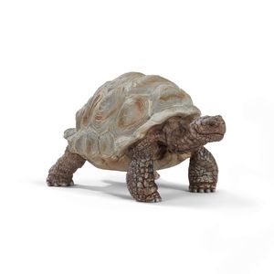 Zvieratko - korytnačka obrovská