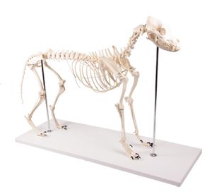 Hundeskelett 'Olaf', Hunde Skelett, Hund, natürliche Größe