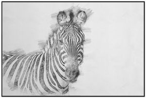 Wallario Wandbild Zebra in schwarz weiß - Bleistift Zeichnung, Größe: 61 x 91,50 cm, Poster mit schwarzem Aluminiumrahmen