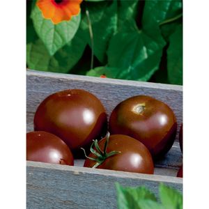 Schwarze Tomate 'Kakao' - Schokoladen-Tomate, Solanum lycopersicum 'Kakao', Tomatenpflanze im Topf 12 cm - 12 cm