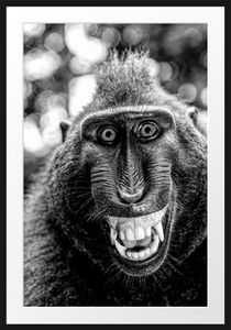 Lustiger Affe lacht mit offenem Maul, MonochromeBilderrahmen mit Galerie-Passepartout / Format: 100x70cm / gerahmt / hochwertige Leinwandbild Alternative
