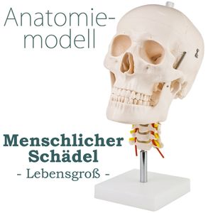 Schädel Halswirbelsäule Anatomie Modell Skelett Lebensgroß Anatomisches Model Totenkopf Schädelmodell Menschlicher Kopf Skull Schaedel auf Ständer MedMod